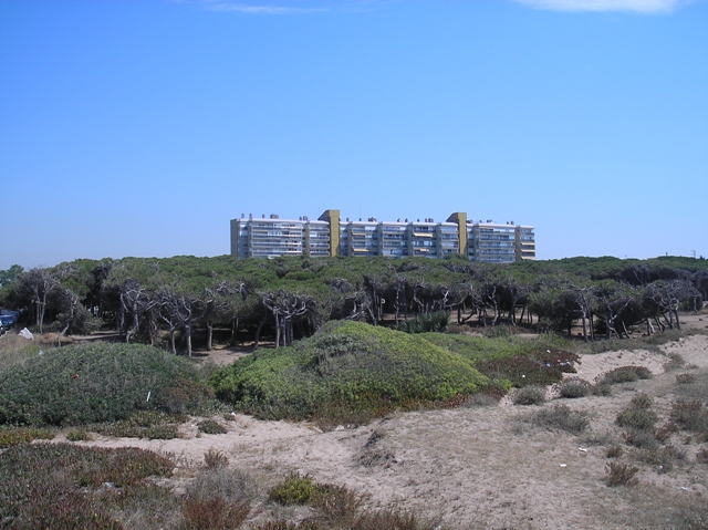 Fotografia de les pinedes del sector Llevant Mar de Gav Mar publicada a la web de la Societat Catalana d'Ordenaci del Territori (Mar 2010), es pot veure l'edifici 'Bermar Park'